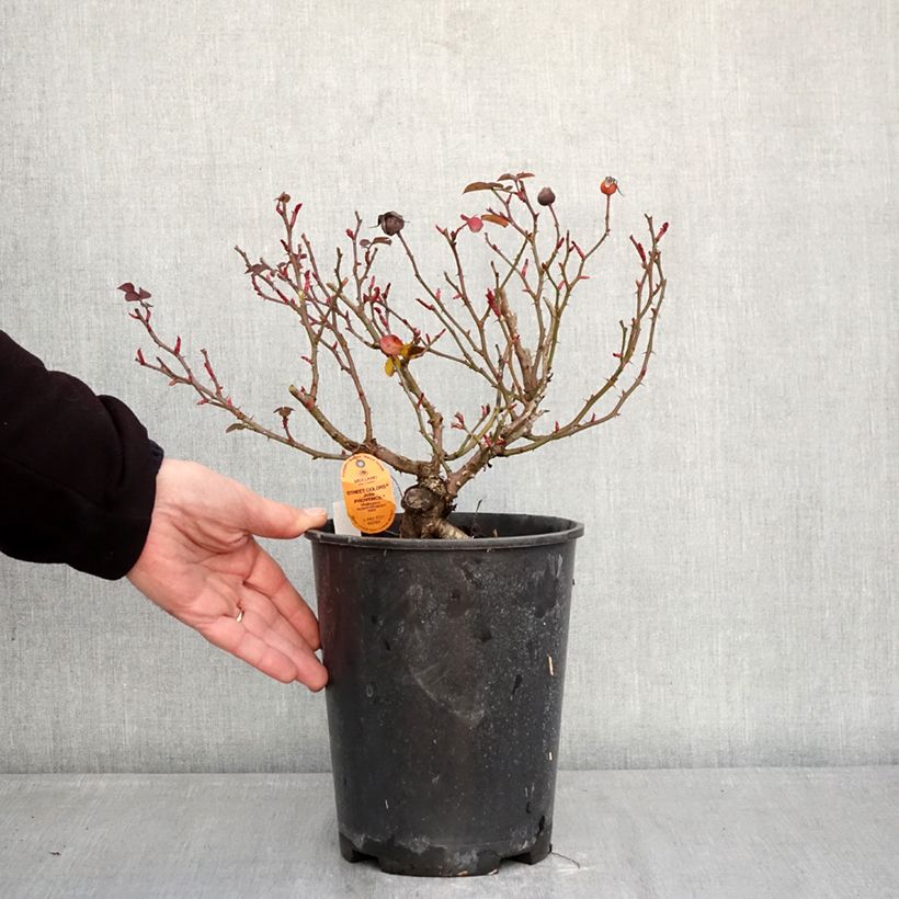 Amostra de Roseira paisagística Street Colors Jolie Provence Vaso de 4 L/5 L tal como entregue no inverno