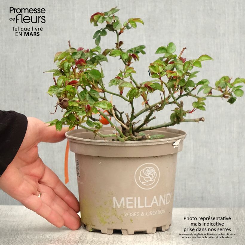 Amostra de Roseira paisagística Street Colors Moulin Rouge Vaso de 4 L/5 L tal como entregue na primavera