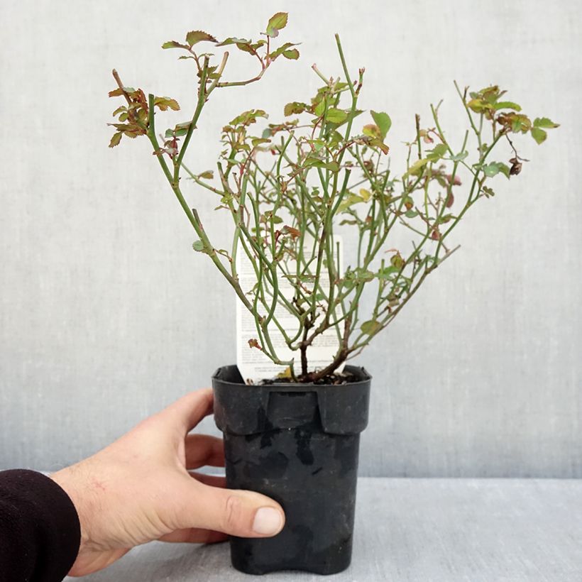Amostra de Roseira paisagística Rêve de Paris Vaso de 10 cm/11 cm tal como entregue no outono
