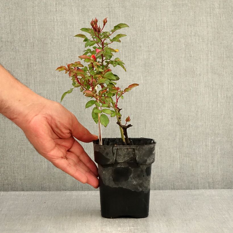 Amostra de Roseira paisagística Rêve de Paris Vaso de 10 cm/11 cm tal como entregue no verão