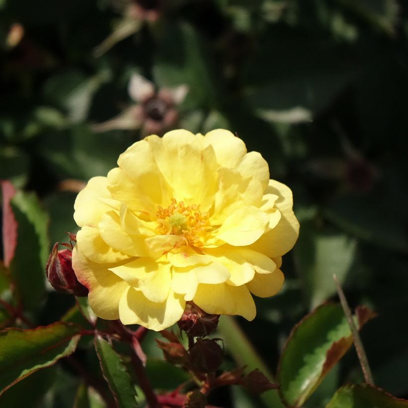 Roseira paisagística Rêve de Paris (Floração)