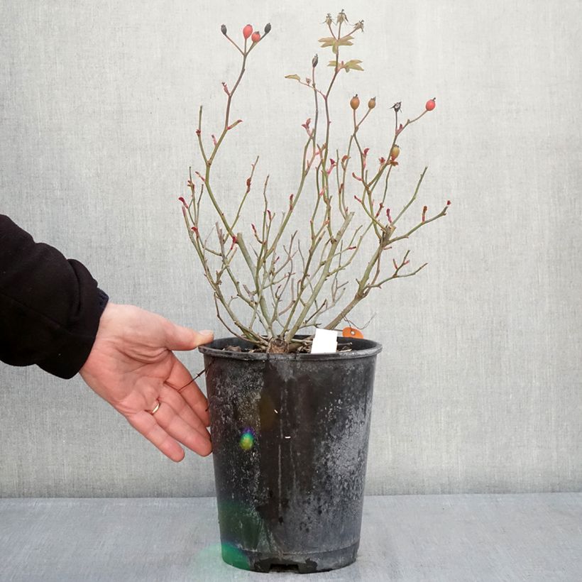 Amostra de Roseira paisagística Rêve de Paris Vaso de 4 L/5 L tal como entregue no inverno