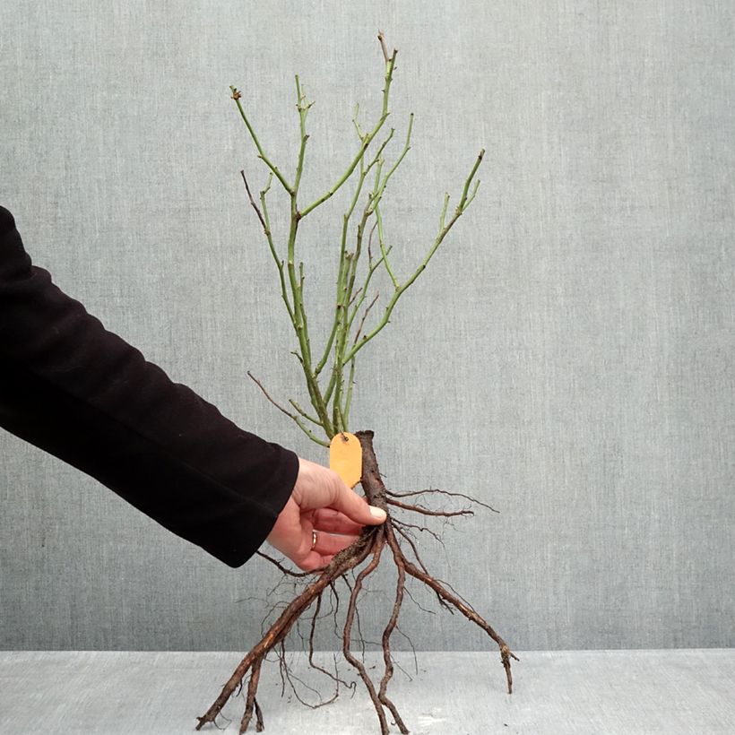 Amostra de Roseira paisagística Mona Lisa Raízes nuas tal como entregue no inverno