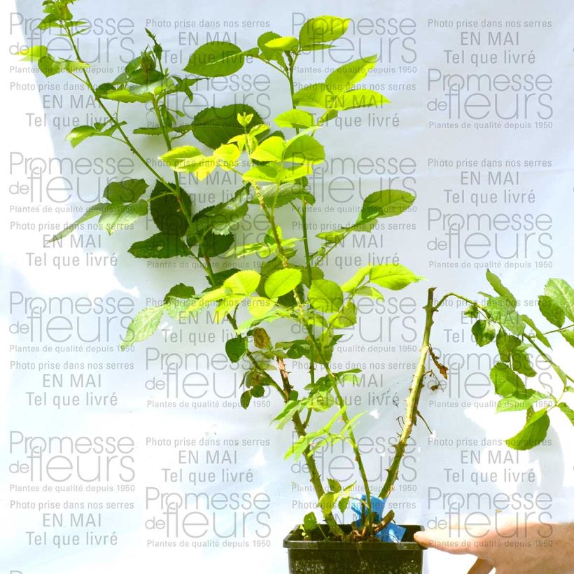 Exemplo de amostra de Rosier Generosa Reine Sammut Vaso de 4 L/5 L tal como entregue