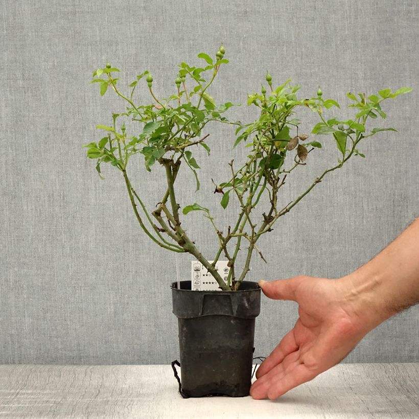 Amostra de Roseira floribunda Rigo Rosen Innocencia Vaso de 10 cm/11 cm tal como entregue no verão