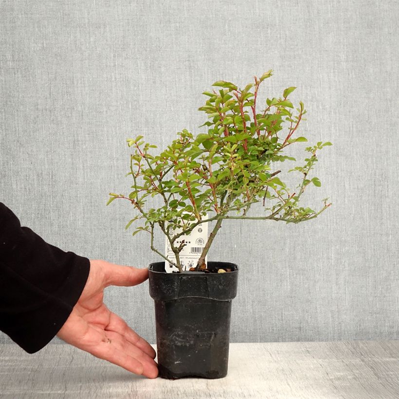 Amostra de Rosier Rigo Innocencia Vaso de 10 cm/11 cm tal como entregue na primavera