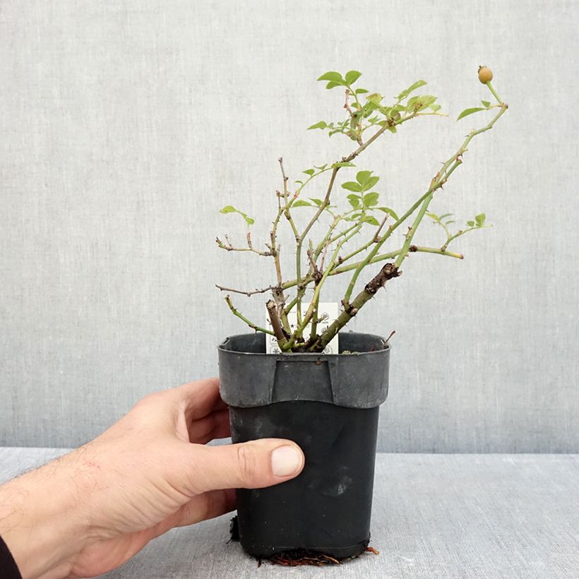Amostra de Roseira floribunda Rigo Rosen Innocencia Vaso de 10 cm/11 cm tal como entregue no outono