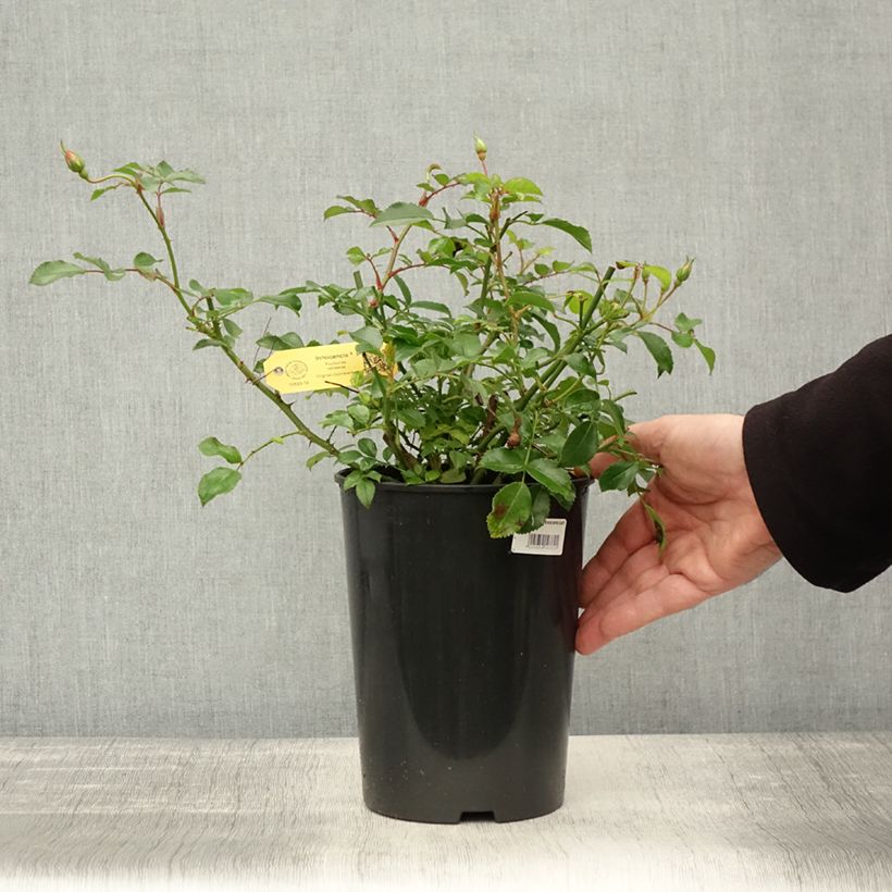 Amostra de Roseira floribunda Rigo Rosen Innocencia Vaso de 3 L/4 L tal como entregue no outono