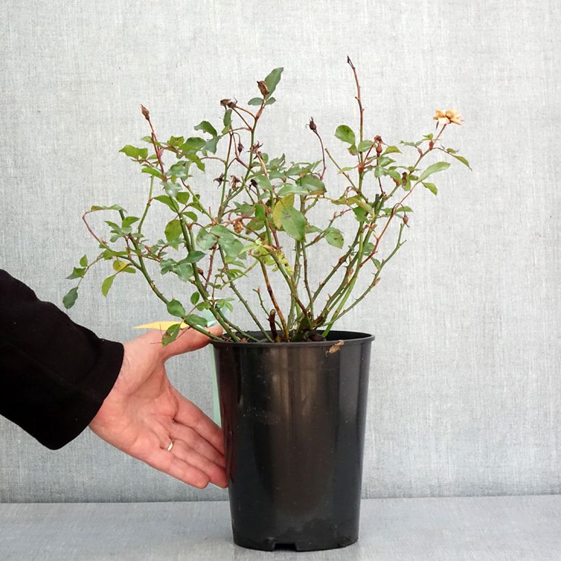 Amostra de Rosier Rigo Innocencia Vaso de 3 L/4 L tal como entregue no inverno