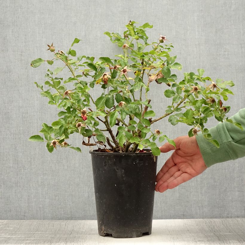 Amostra de Roseira floribunda Rigo Rosen Caracho Vaso de 3 L/4 L tal como entregue no verão