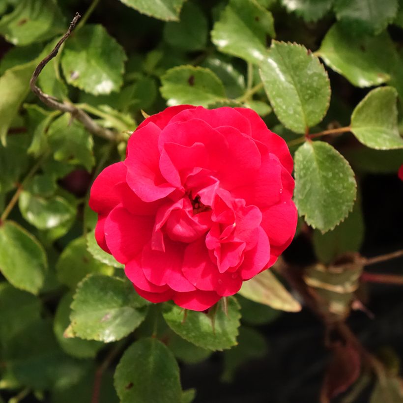 Roseira floribunda Rigo Rosen Caracho (Floração)