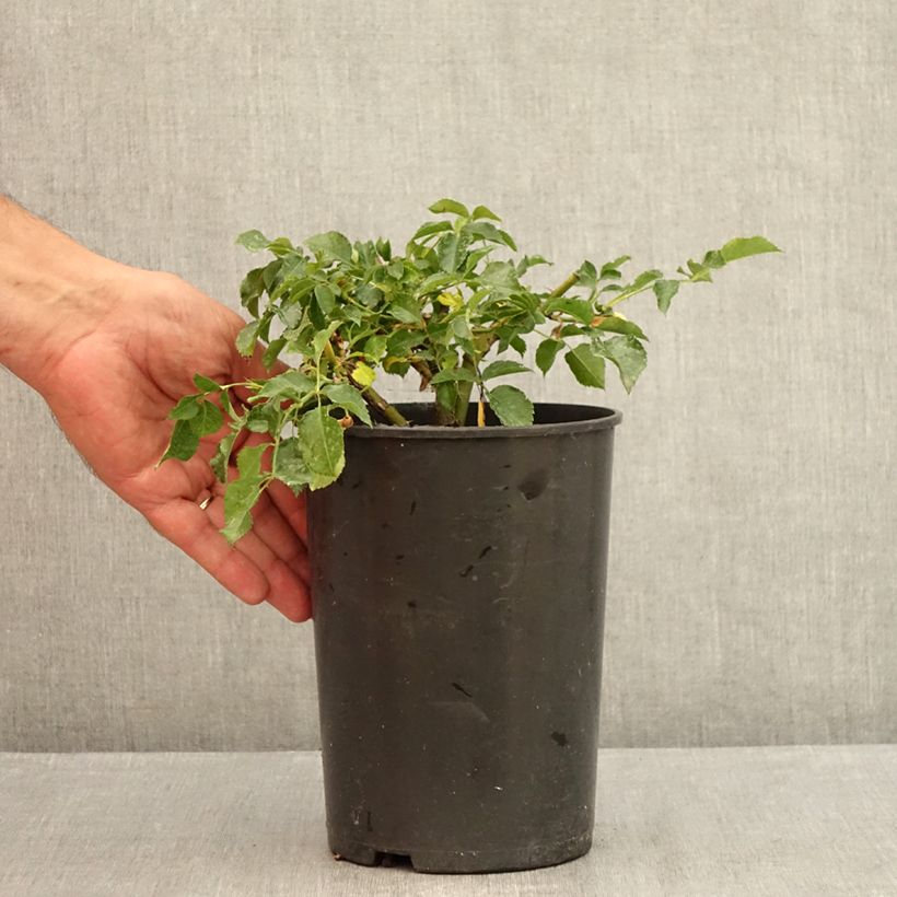 Amostra de Roseira floribunda Rigo Rosen Solero Vaso de 3 L/4 L tal como entregue no verão