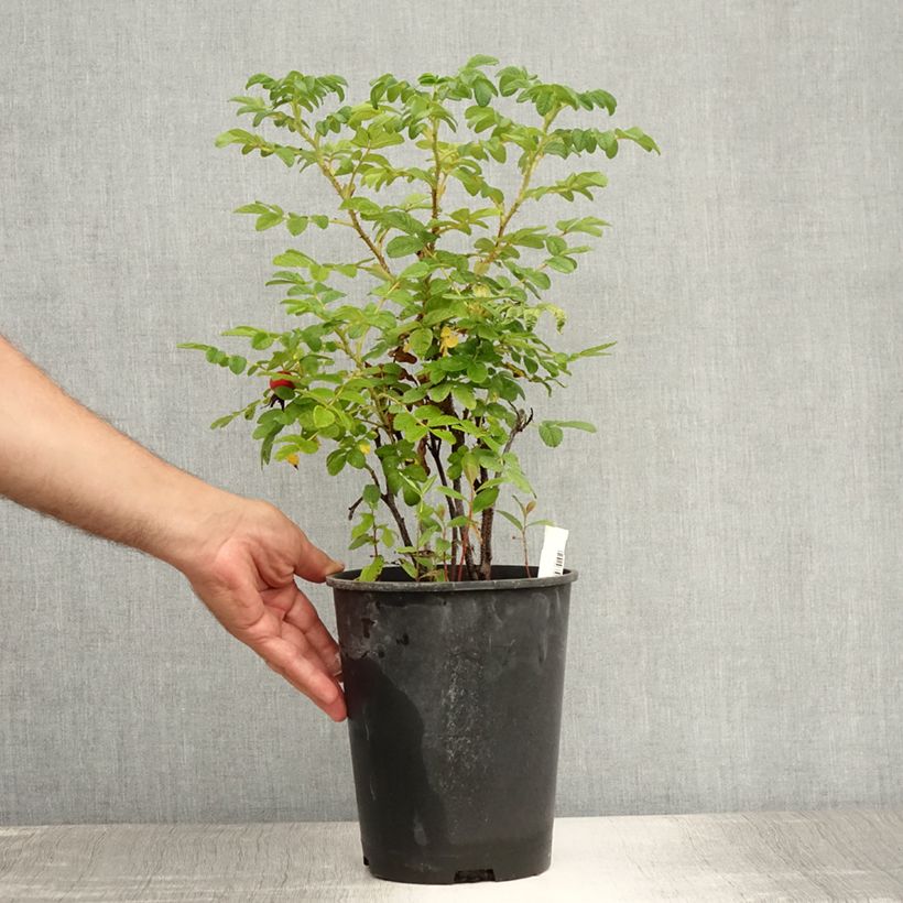 Amostra de Roseira rugosa rugosa Alba Vaso de 3 L/4 L tal como entregue no verão