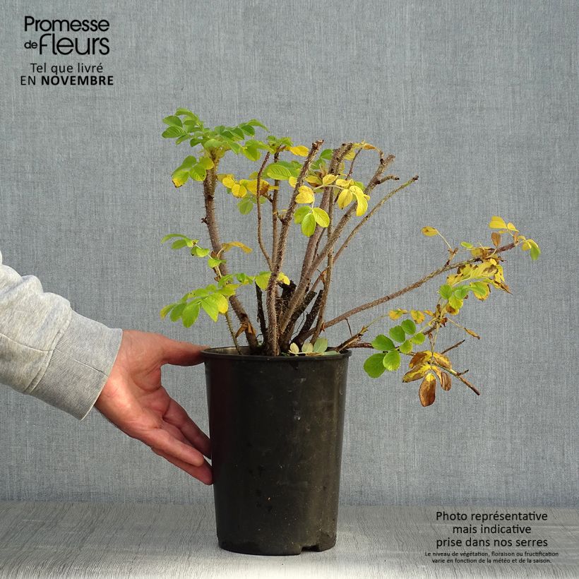 Amostra de Roseira rugosa rugosa Alba Vaso de 3 L/4 L tal como entregue no outono