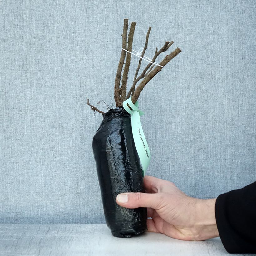 Amostra de Roseira rugosa Blanc Double de Coubert Raízes nuas em torrão tal como entregue no inverno