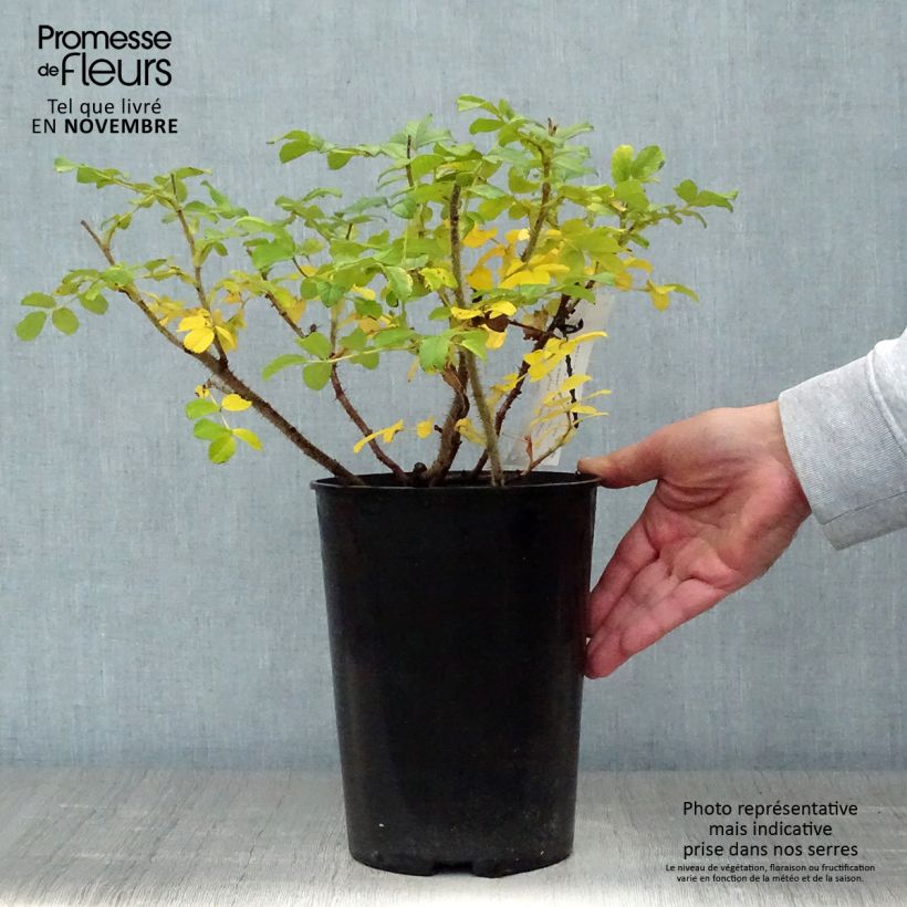 Amostra de Roseira rugosa Blanc Double de Coubert Vaso de 4 L/5 L tal como entregue no outono