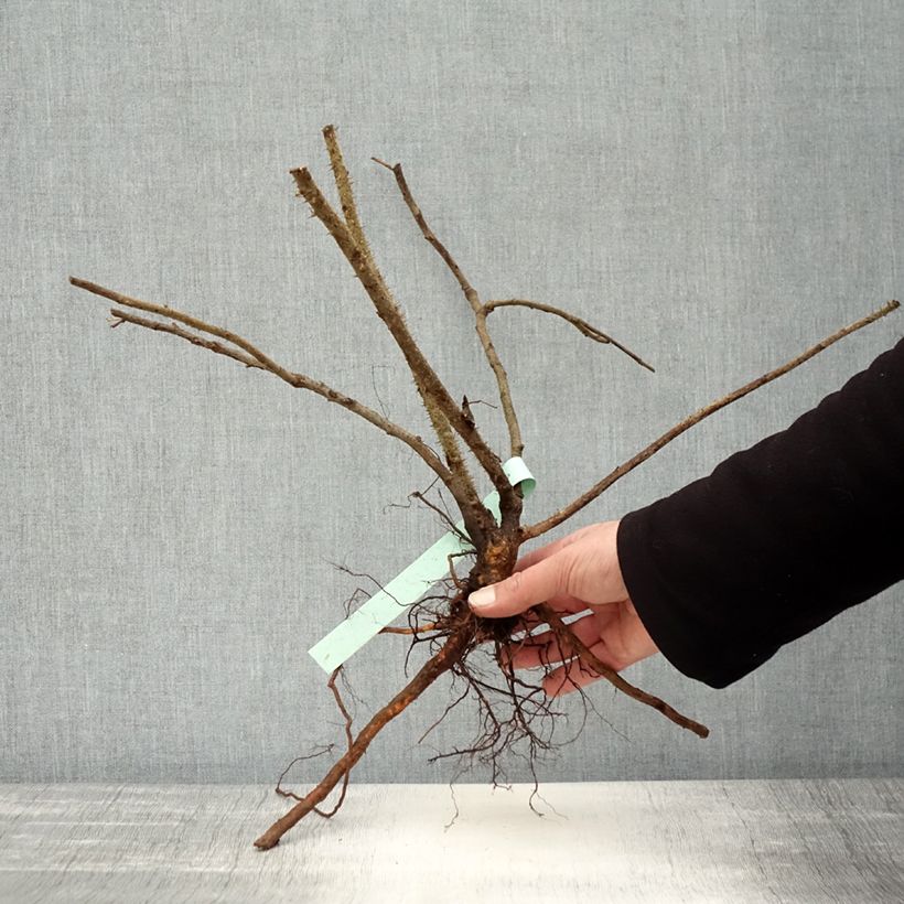 Amostra de Roseira rugosa Blanc Double de Coubert Raízes nuas tal como entregue no inverno