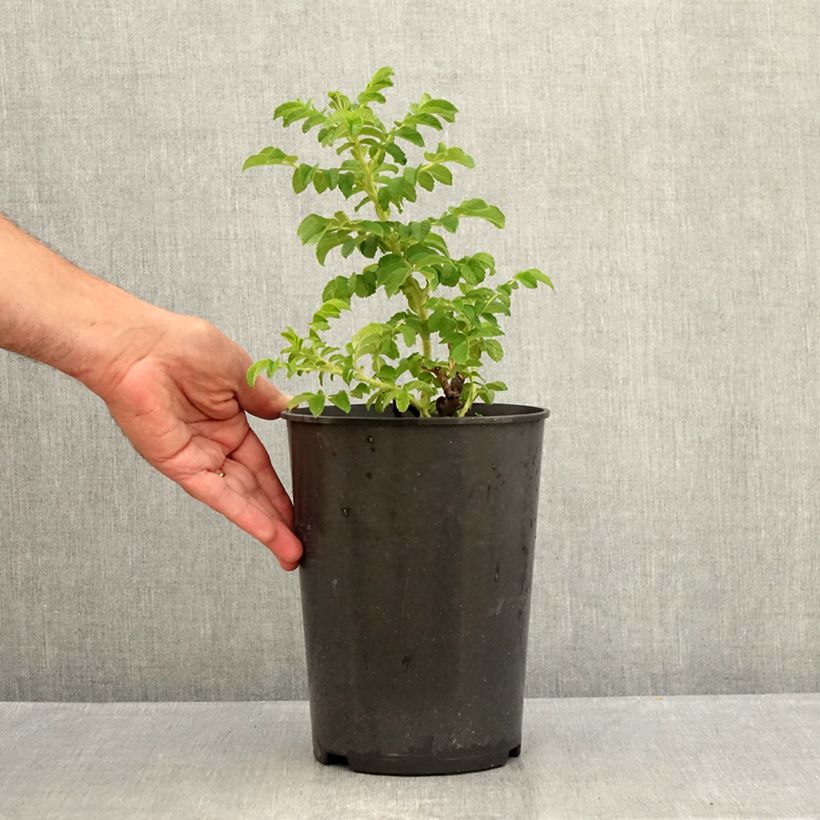 Amostra de Roseira rugosa Blanc Double de Coubert Vaso de 4 L/5 L tal como entregue no verão