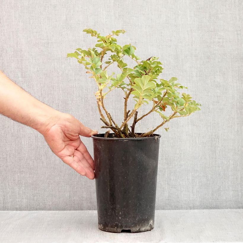 Amostra de Roseira rugosa Fru Dagmar Hastrup Vaso de 2 L/3 L tal como entregue no verão