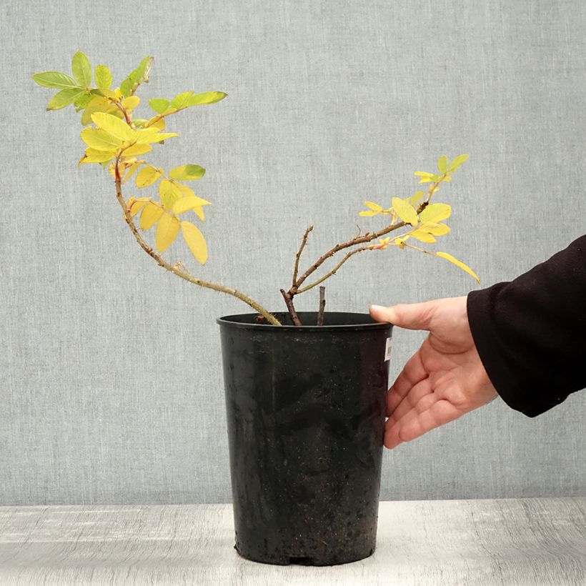 Amostra de Rosier rugosa Hansa Pot de 4L/5L, Qualité 2 branches tal como entregue no outono