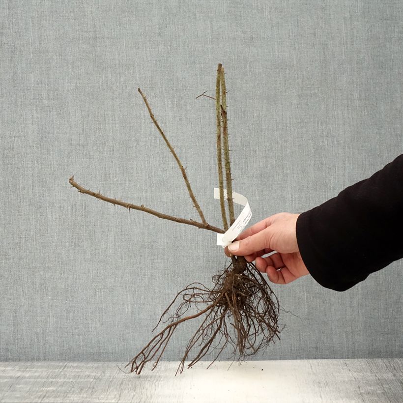 Amostra de Roseira rugosa Hansa Raízes nuas tal como entregue no inverno