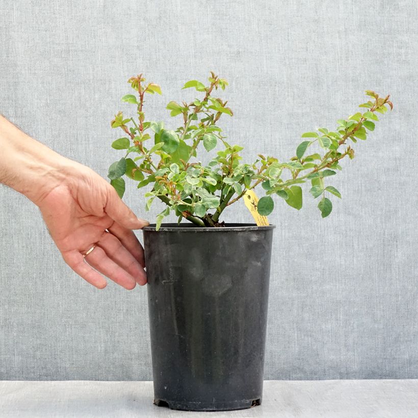 Amostra de Roseira rugosa Hansa Vaso de 4 L/5 L tal como entregue no verão