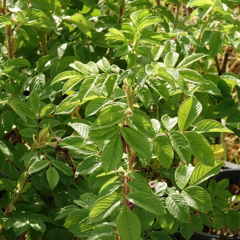 Roseira rugosa Hansa (Folhagem)