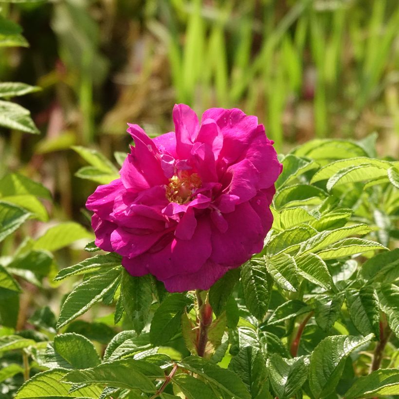 Roseira rugosa Hansa (Floração)