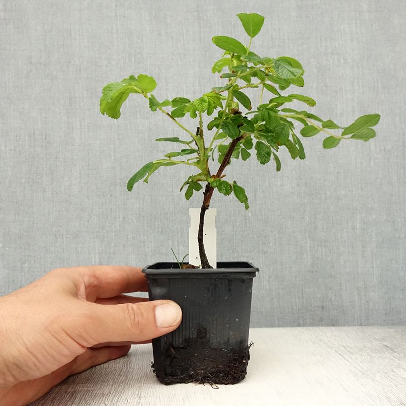 Amostra de Rosier rugosa Pompom Perfume Godet de 8/9 cm tal como entregue na primavera