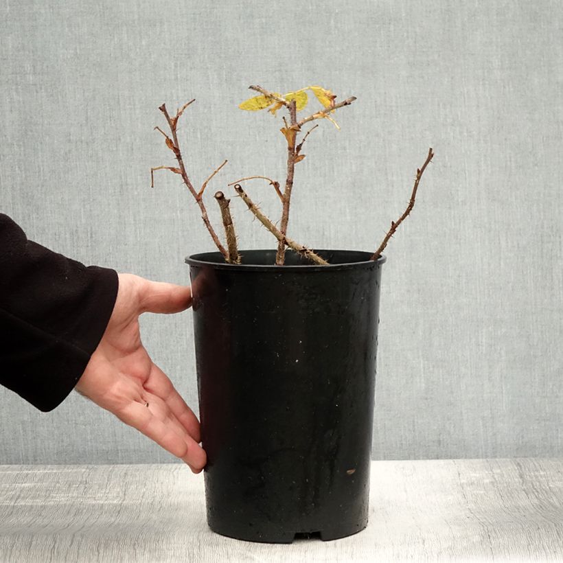 Amostra de Roseira rugosa Roseraie de l'Hay Vaso de 3 L/4 L tal como entregue no outono