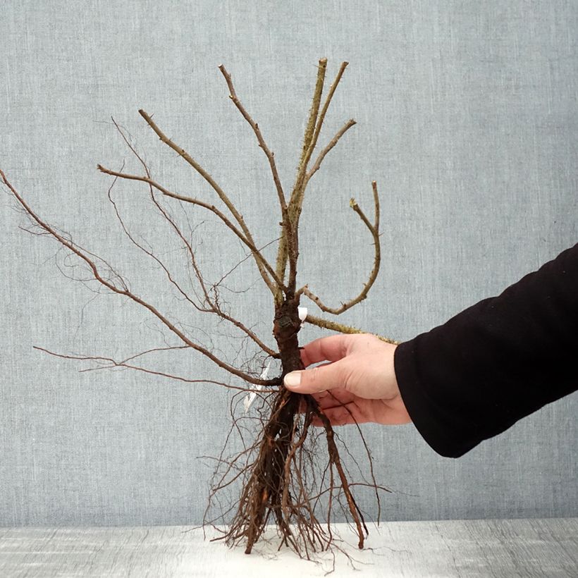 Amostra de Roseira rugosa Roseraie de l'Hay Raízes nuas tal como entregue no inverno