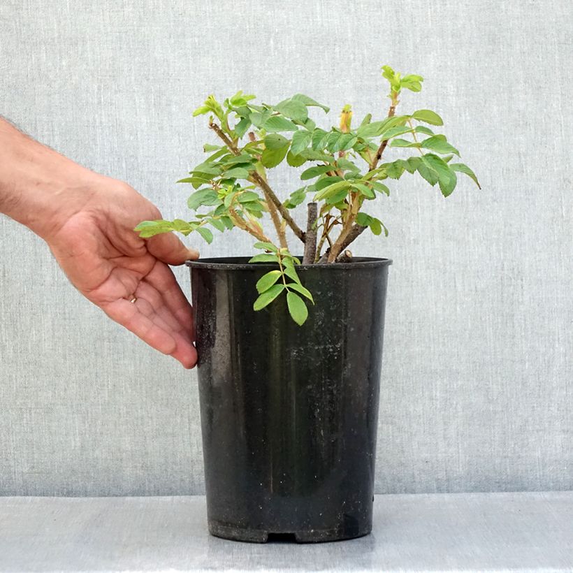 Amostra de Roseira rugosa Roseraie de l'Hay Vaso de 3 L/4 L tal como entregue no verão