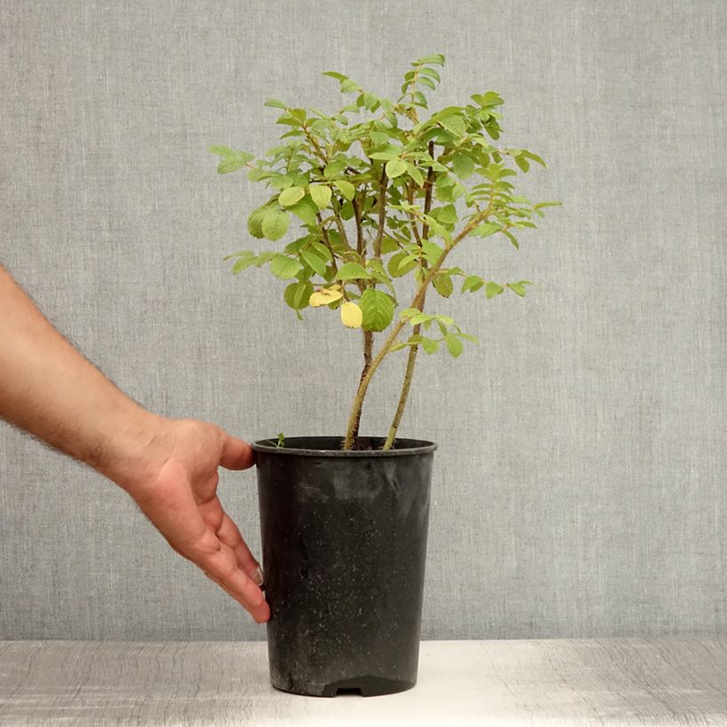 Amostra de Roseira rugosa rugosa Rubra Vaso de 2 L/3 L tal como entregue no verão
