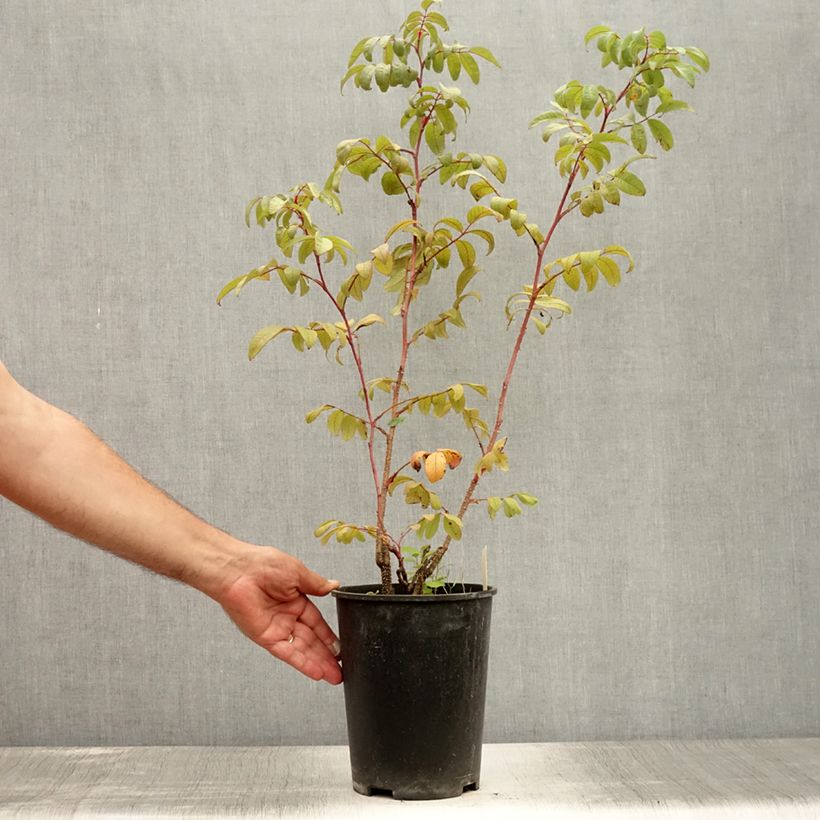 Amostra de Roseira rugosa Thérèse Bugnet Vaso de 4 L/5 L tal como entregue no verão