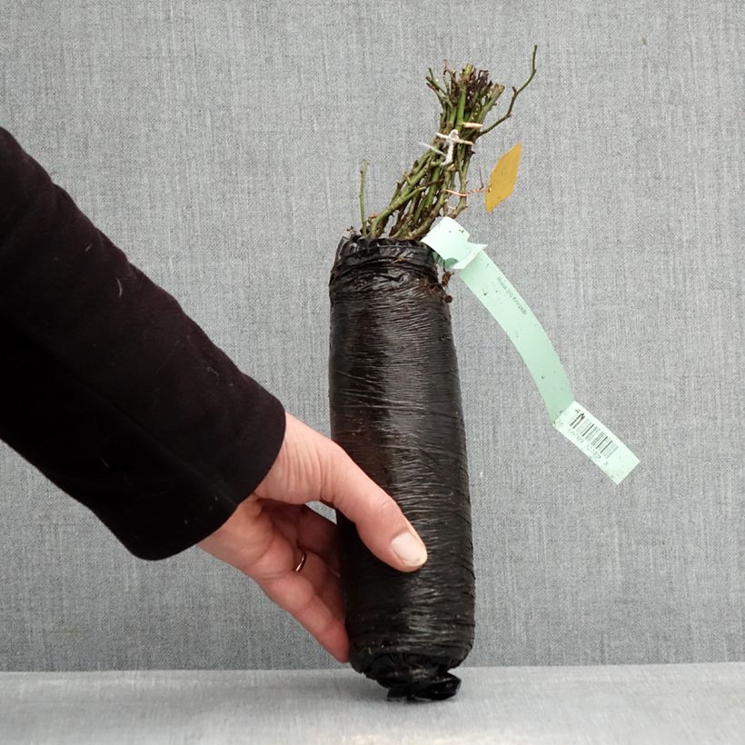 Amostra de Roseira floribunda Knirps Raízes nuas em torrão tal como entregue no inverno