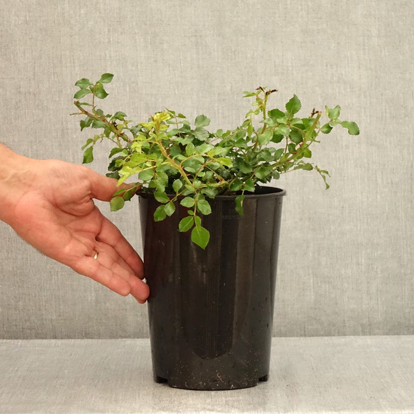 Amostra de Roseira floribunda Toscana Vaso de 3 L/4 L tal como entregue no verão