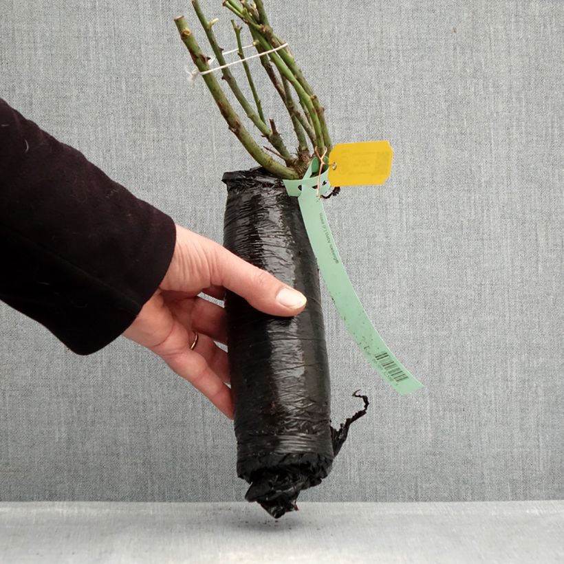 Amostra de Roseira floribunda Toscana Raízes nuas em torrão tal como entregue no inverno