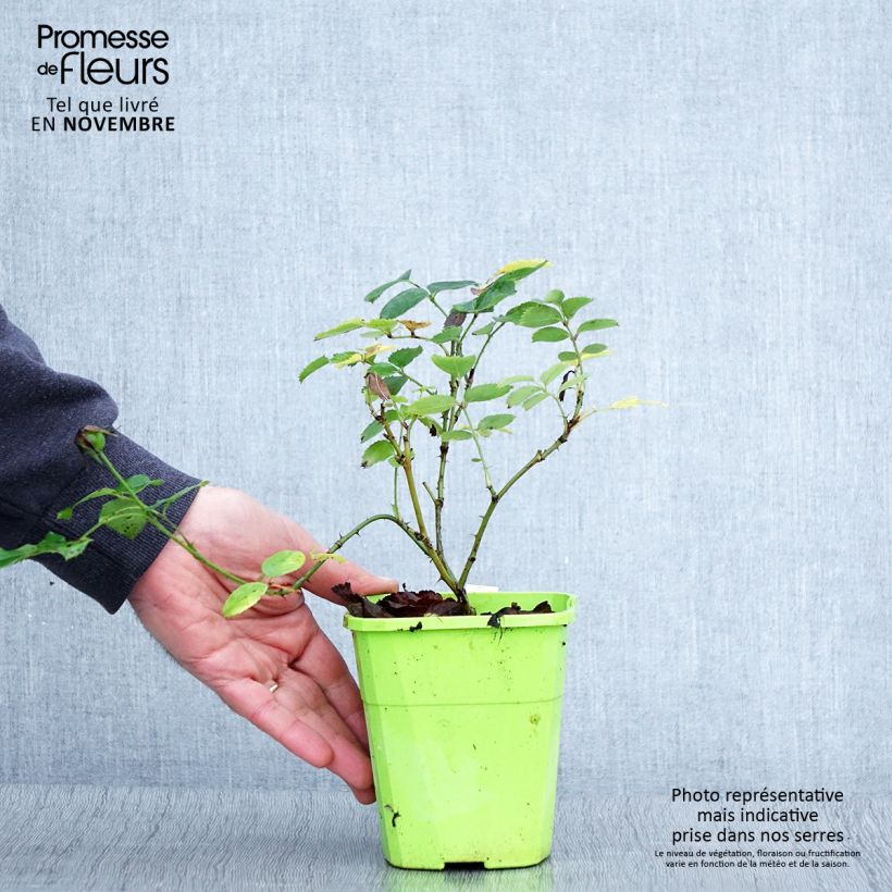 Amostra de Rosa persica See You In Pink Vaso de 3 L/4 L tal como entregue no outono