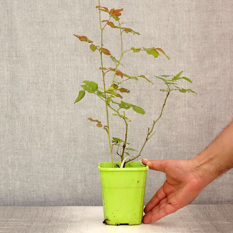 Amostra de Rosa persica See You In Pink Vaso de 3 L/4 L tal como entregue no verão