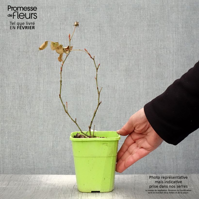 Amostra de Rosier See You In Pink Vaso de 3 L/4 L tal como entregue no inverno