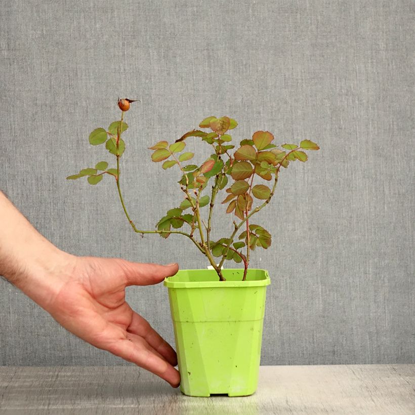 Amostra de Rosa persica See You In Pink Vaso de 3 L/4 L tal como entregue na primavera