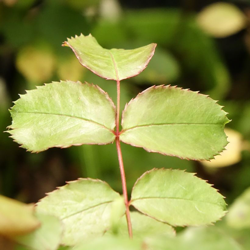 Rosa persica See You In Pink (Folhagem)