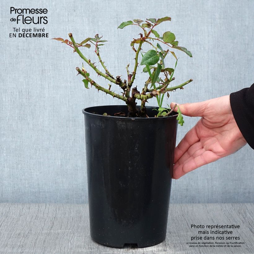 Amostra de Rosier See You In Red Pot de 4L/5L tal como entregue no outono