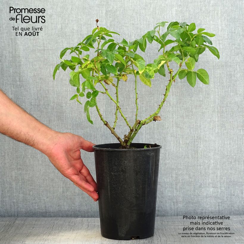 Amostra de Rosa persica See You In Red Vaso de 4 L/5 L tal como entregue no verão