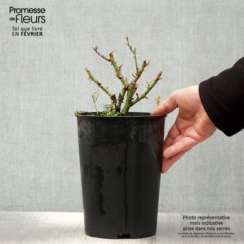 Amostra de Rosa persica See You In Red Vaso de 4 L/5 L tal como entregue no inverno