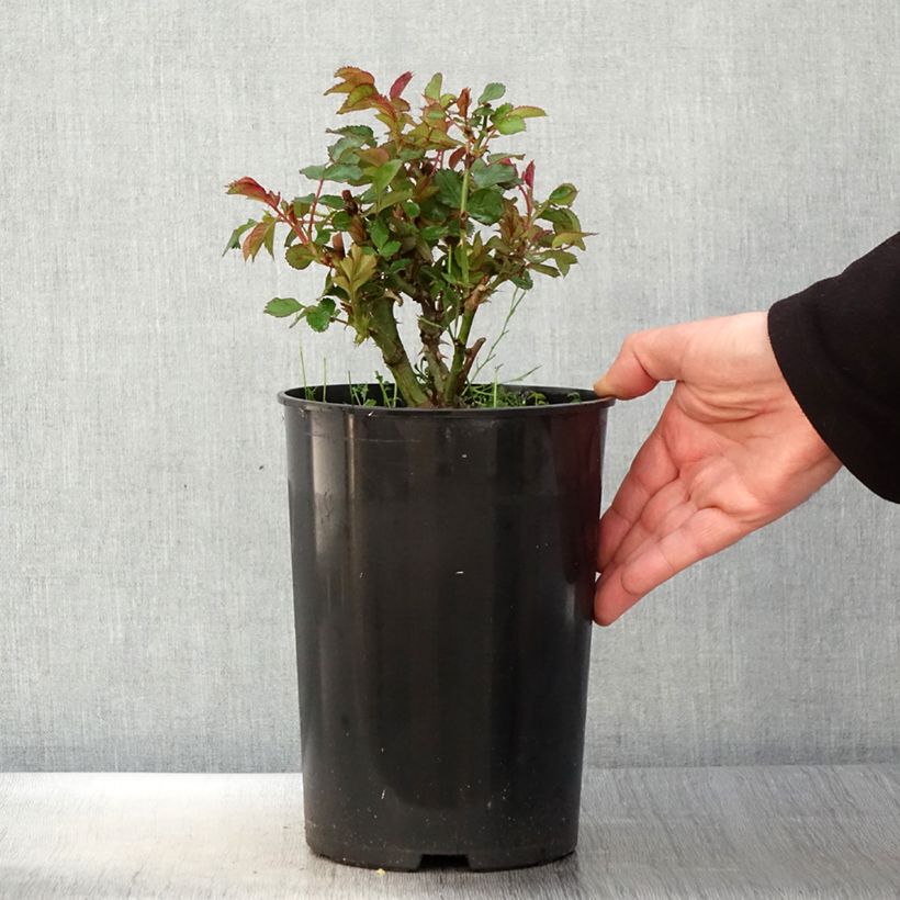 Amostra de Rosa persica See You In Red Vaso de 4 L/5 L tal como entregue na primavera