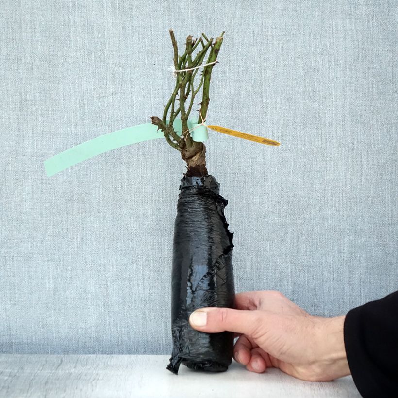 Amostra de Rosier See You in rosé Raízes nuas em torrão tal como entregue no inverno