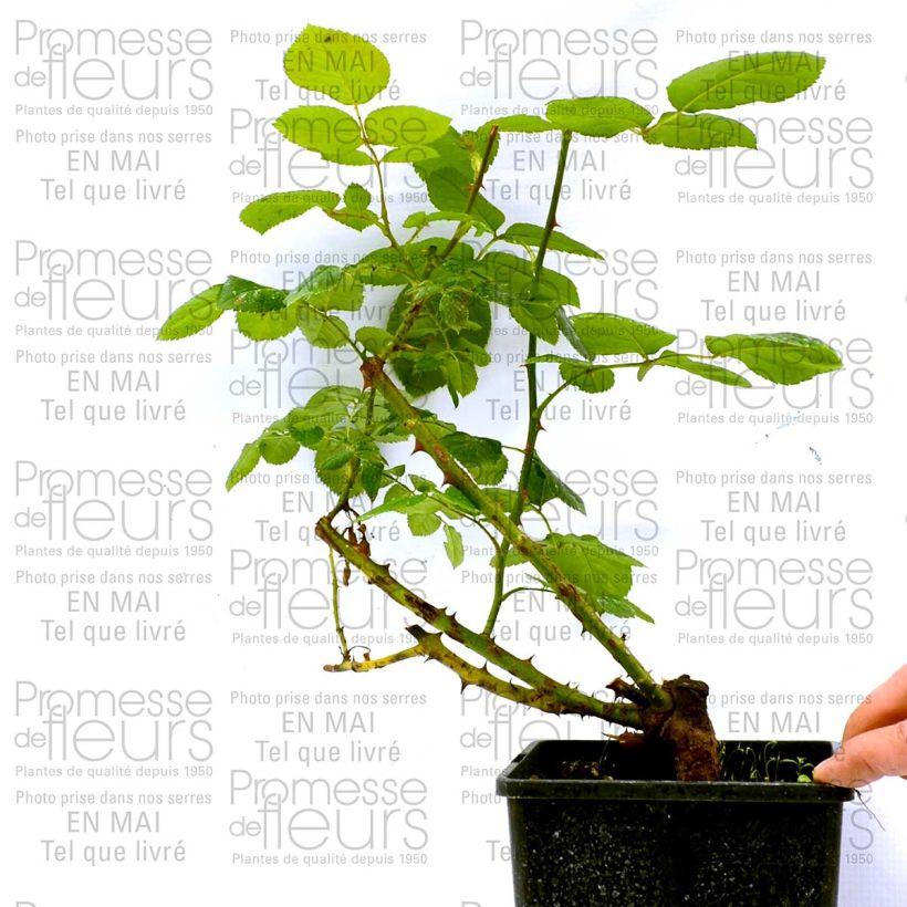 Exemplo de amostra de Rosier à grandes fleurs Schwarze Madonna Vaso de 4 L/5 L tal como entregue