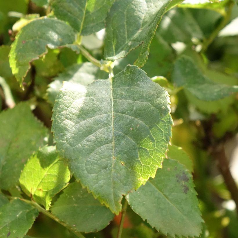 Roseira padrão Gabriel Oak (Folhagem)
