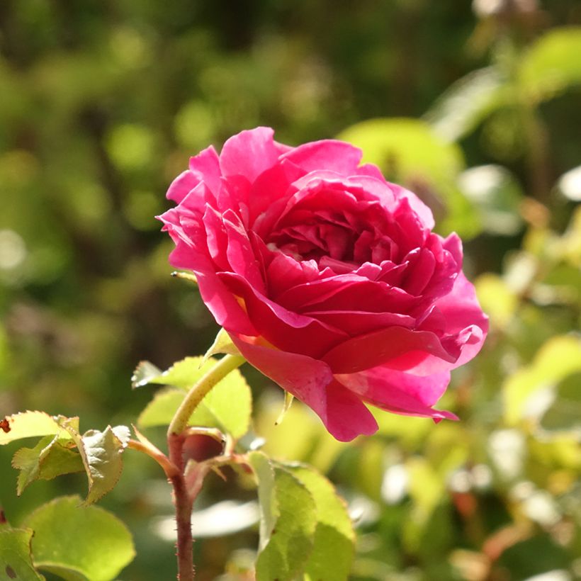 Roseira padrão Gabriel Oak (Floração)